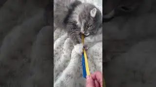 Кот в теме.