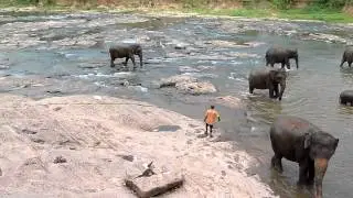 Elephants at Pinnawala