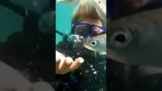 покормить рыбок надо)