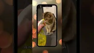 The Cat Who Thought He is a Super Villain 😂