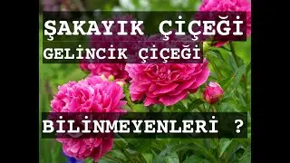 ŞAKAYIK ÇİÇEĞİ (gelincik tohumlu) / BİLİNMEYENLERİ                    #gelincikçiçeği #bilinmeyenler