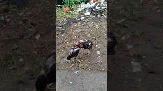Calon ayam juara....  mangon,   birma dan saigon