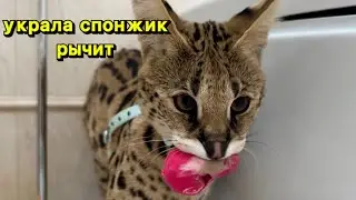 Причина опоздания? - Ждала пока кошка накрасится 😹 домашний сервал рычит