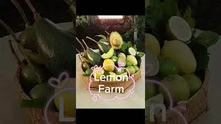 Tena 🍋 Farm 2023!!