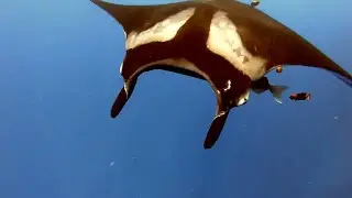 20-11_Pacific Ocean Crossing - Sharks and Mantas in Socorro (sailing ZERO)