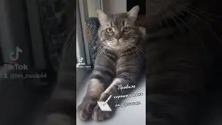 #cat