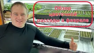 Цветочная рассада в февраля