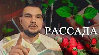 СЕЗОН ПРОДАЖИ РАССАДЫ КЛУБНИКИ. Клиентам. ПО РФ.