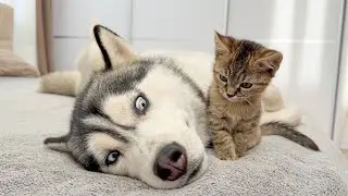 Giant Husky Tries to Ignore Tiny Kitten… But Then This Happens!