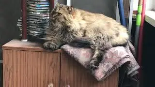 Кот спит 1 час