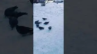 Pigeons 🐦|| Birds || Nature #youtubeshorts #shorts mbbs in Russia