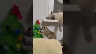 Придется брать с собой в Новый Год эту… 😂 