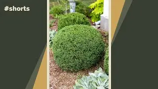 How to trim boxwood shrubs