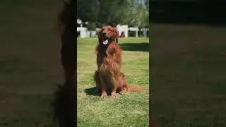 #youtubebidünyakonu ...İnsanlar  kendisini Asil Sanar. ASALET BÖYLE OLUR! #asilköpek#