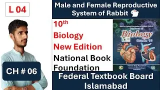 Male and Female Reproductive System of Rabbit 🐇 | Biology 10th | Federal Board | Animal Reproductive