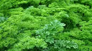 Лечение простатита петрушкой