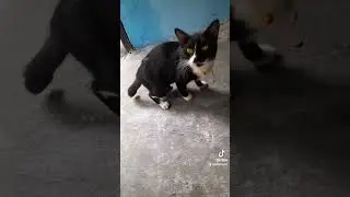 kucing ku lucu sekali