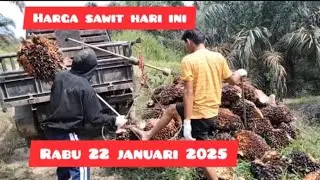 harga sawit hari ini terbaru 20 januari 2025#hargasawit