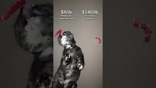 ¡Mi GATO probando la carne más cara del mundo!