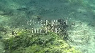 Tauchen im Echinger Weiher Sommer 2024