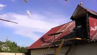 голуби енакиево олег лепа красные белые летные 24,06,14