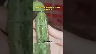 Омолаживаем кусты огурцов🥒👍🏻 #рекомендации #дача #советы #огород #сад #огурцы #урожай #shorts