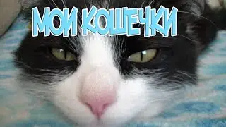 МОИ ЖИВОТНЫЕ \\ Кошки и Котята \\ Знакомство