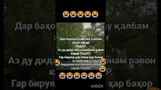 падарчонам кучои😭