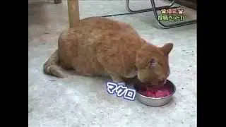 Tuna is delicious. A talking cat!!!