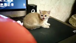 Day's Kitten vs Balloon Golden Chinchilla