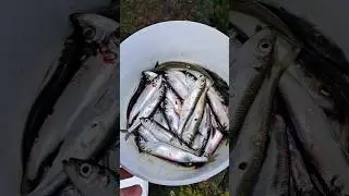 Ловля салаки на системы.Рижский залив