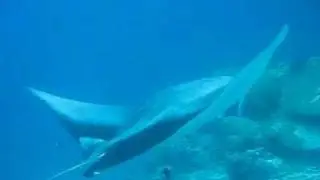 Manta at Mudhakan - Maldives 4