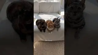 My cats played me dirty!! 😱 #catshorts #funnycats #shortvideo #viralvideo  #shortsfeed