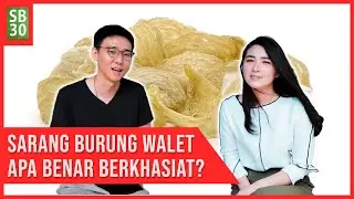 Sarang Burung Walet Apa Benar Berkhasiat atau Hoax? Tour Rumah Walet & Pabrik REALFOOD