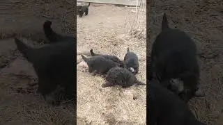 Помет Б #вео #восточноевропейскаяовчарка