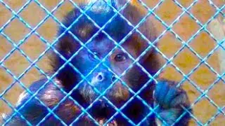 Highly Intelligent Monkeys - Crested Capuchin