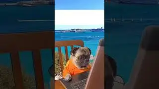 Working Like a Dog: Pup with Glasses on the Job!