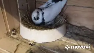 Первый подъем молодых и обзор пискунов