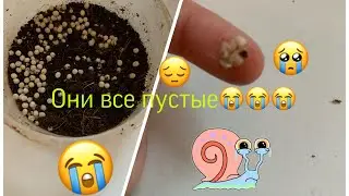 Яйца оказались пустыми/как отличить пустые яйца от обычных(улитки Буся и Кнопа)