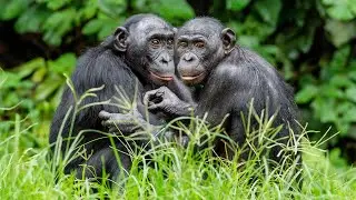 Animal Homosexuality: The Hidden Animal Behavior Scientists Tried to Bury