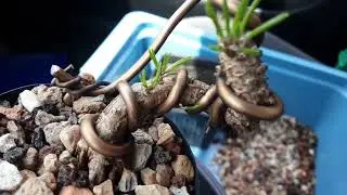 Growing Japanese Black Pine From Seed for Bonsai - wire removal on 2yr old future exposed root style