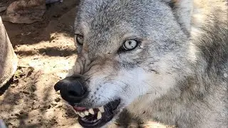هدينه الذيب جون الذيب ياكل جراويه