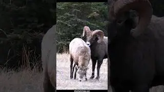 Huge Bighorn Rams Dispute over Courting During the Sheep Rut