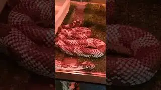 Змея Зооботсад Казань (старая часть)