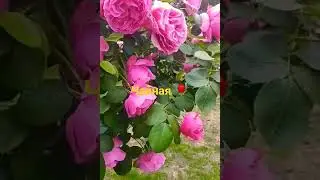 Чайная роза 🌹