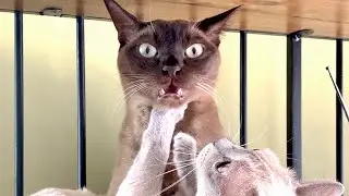 What is this FACE? - Cute Burmese Cat - Blep and Flehmen Response - My Cat's STINK FACE