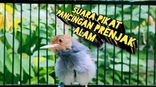SUARA pikat PRENJAK LIAR