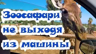 Италия. Сафари парк. Не выходя из машины. Обзор. Часть 1.