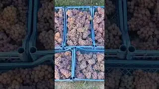 Трамінер Рожевий у парі із Соляріс йде на десертне (23 Бр + 30 Бр)