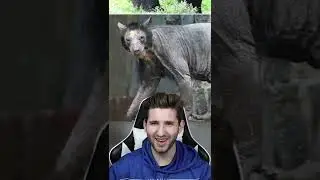 What Animals Look Like Without Hair!